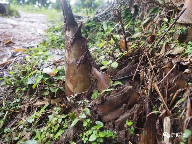 18万冰岛普洱茶,冰岛18年茶价格