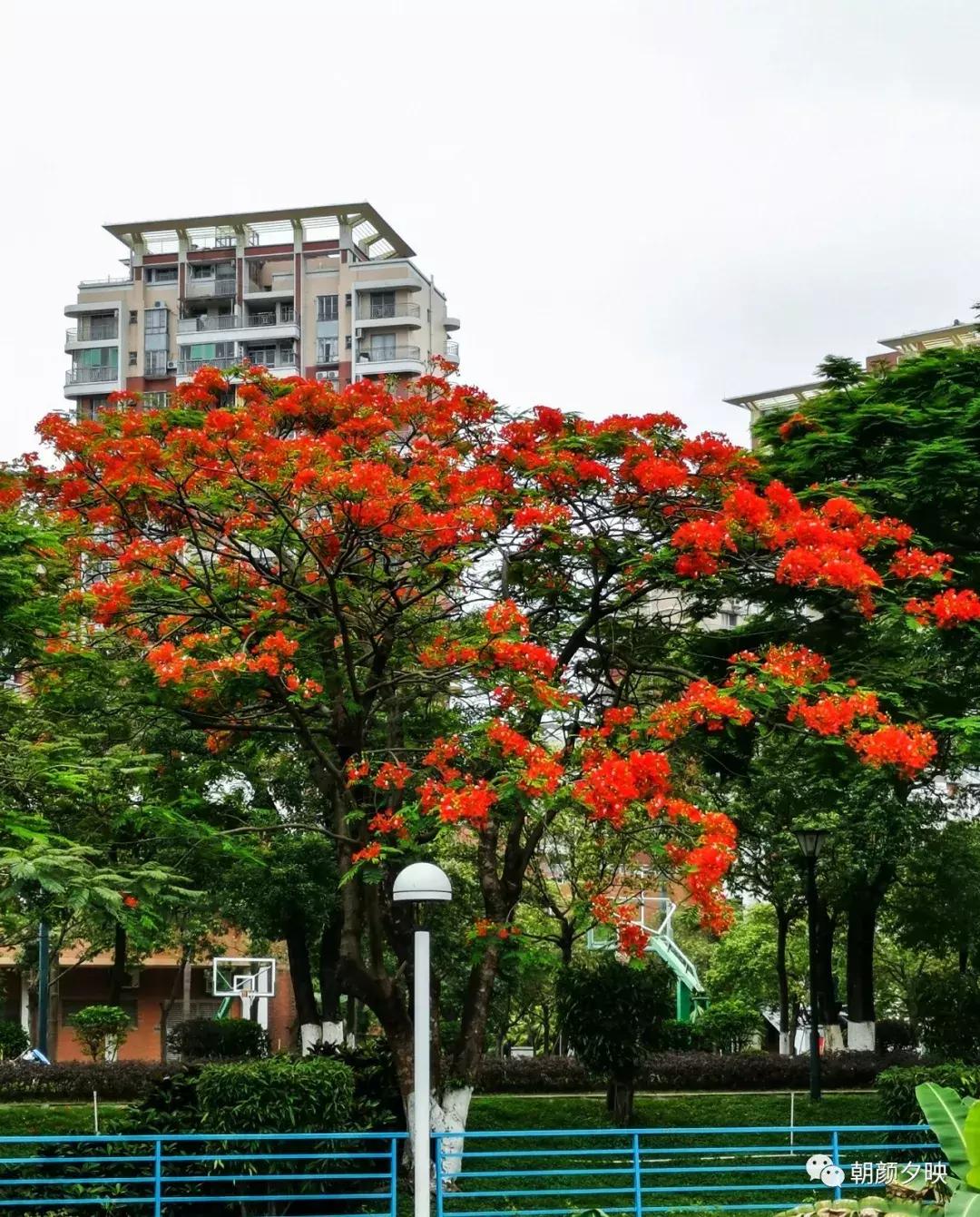 凤凰浴火时,盛夏晚晴天