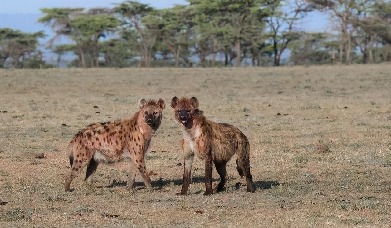 斑鬣狗一窝生几个,动物园看斑鬣狗
