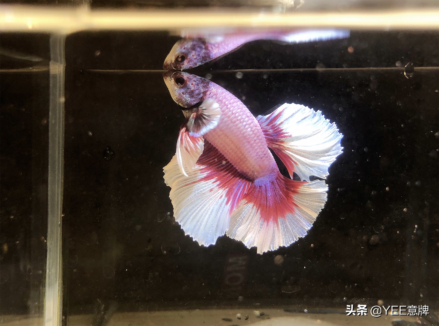 斗鱼合缸为什么会死鱼,斗鱼怎么养可以增加成活率