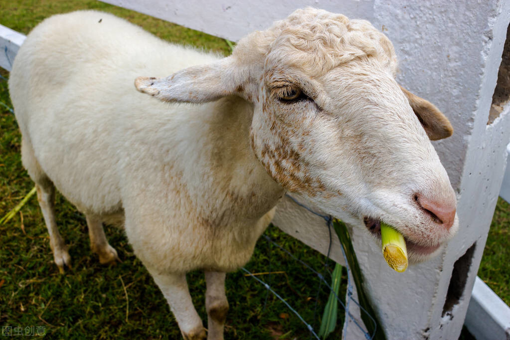 羊养殖的常见问题技术知识,羊养殖可行性方案