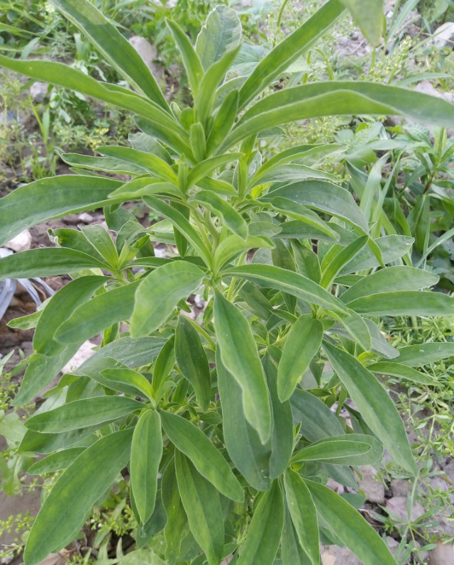 小扫帚野菜有什么营养,野菜铁扫帚可以吃吗