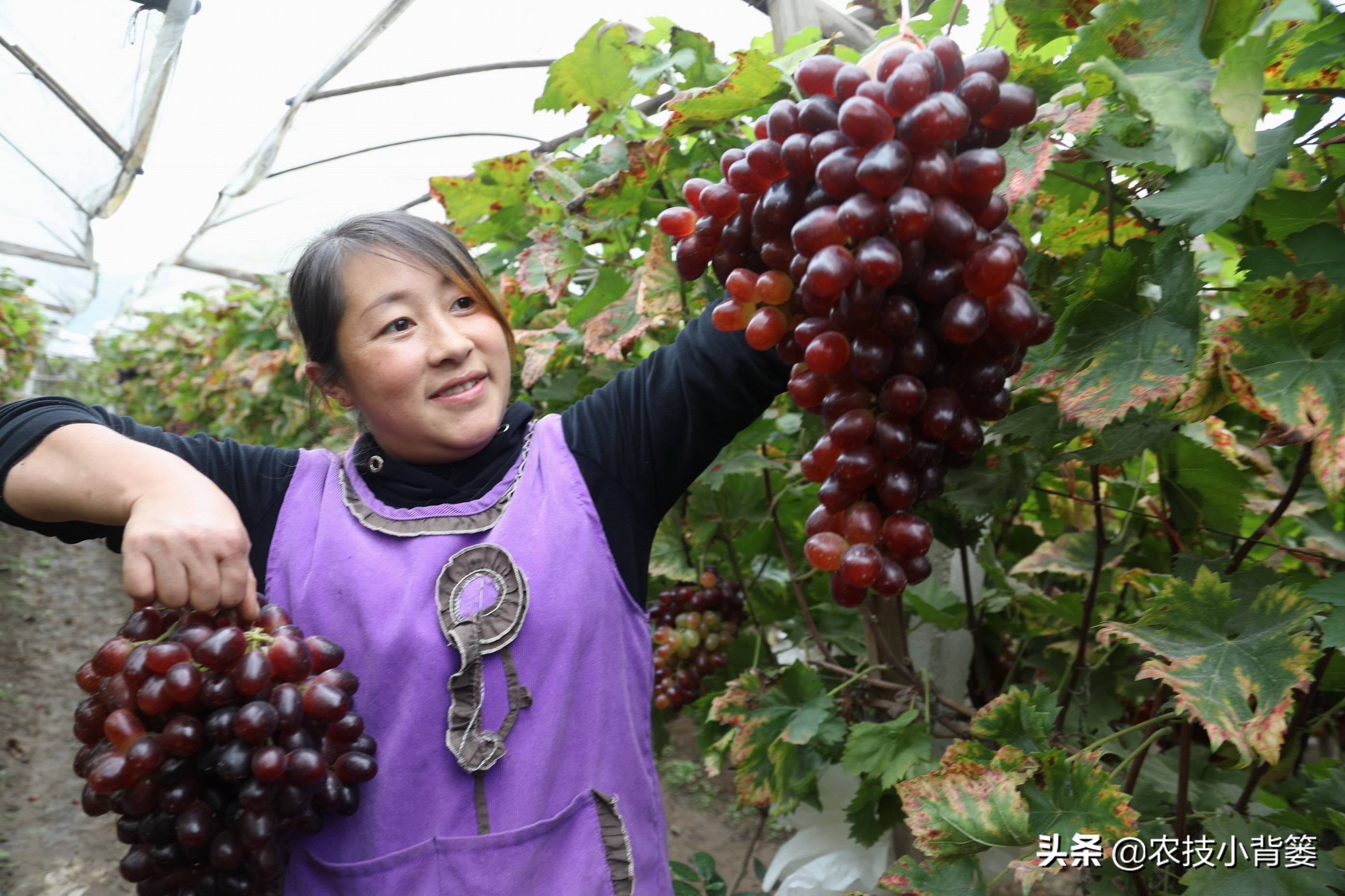 葡萄大小粒严重怎么补救,葡萄大小不均怎么治