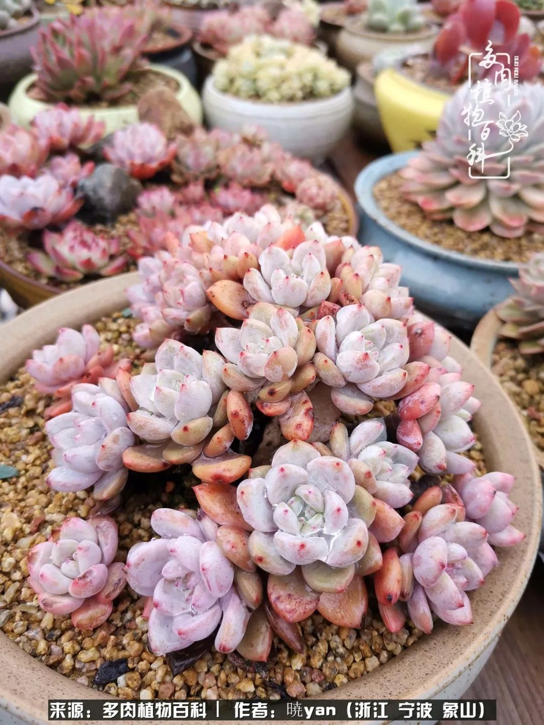多肉初级入坑者,入坑多肉