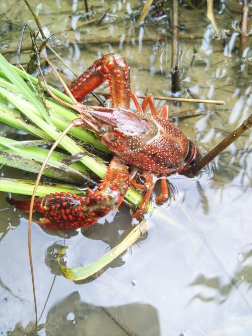 小龙虾早晚不爬草上是好还是不好,小龙虾为什么频繁死亡