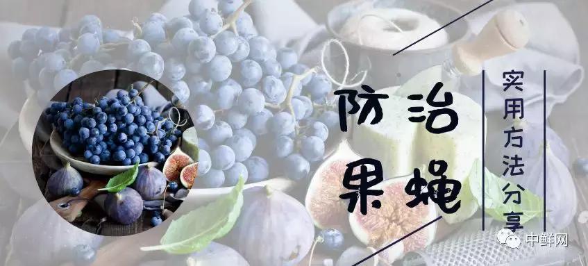 水果生飞虫难治？防治果蝇的实用方法