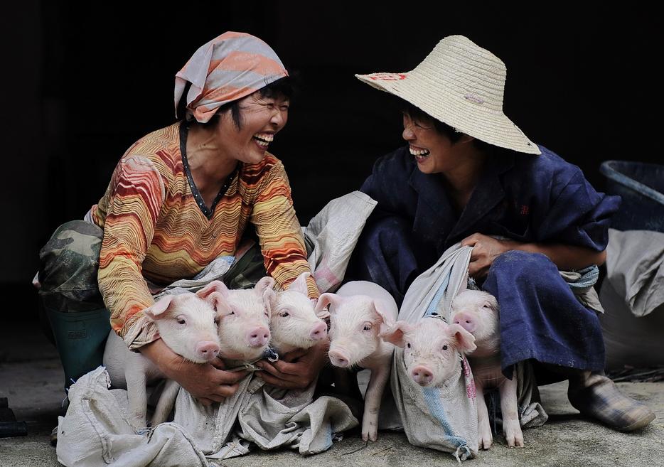 公司加农户合作养猪一头赚多少,农户与公司合作养猪有什么好处