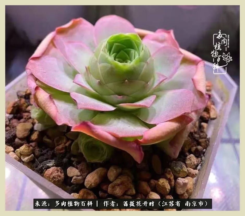 又见颜的妩媚，色的诱惑！这些山地玫瑰礼盒惊艳了眼眸