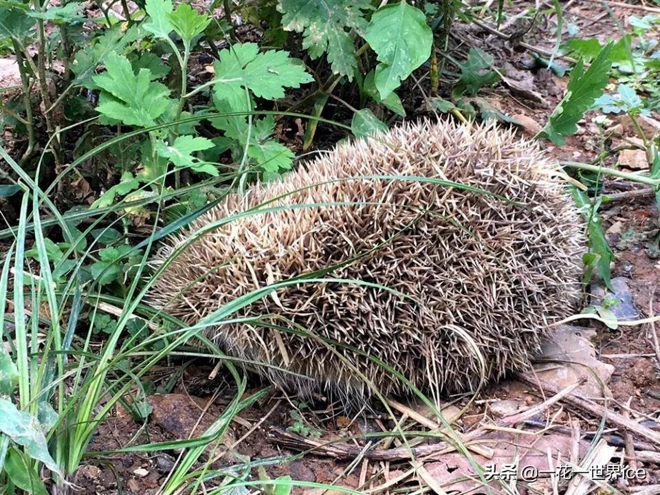 一天能吃掉半斤白蚁,曾是农业一大益兽,却被当补品差点吃绝了