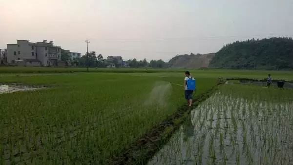 六成磷酸二氢钾是假货!造假门槛低,利润空间大!