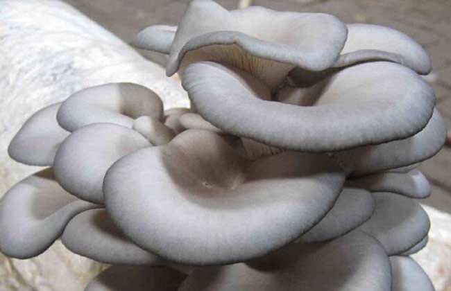 鲜平菇打成浆栽培平菇,平菇基地规模化平菇栽培