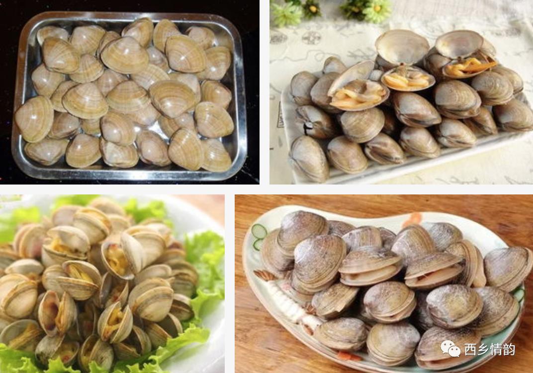 舌尖上的中国广东蚬子,舌尖上的中国蚬子