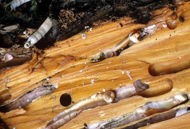 不经意间便能颠覆海洋战争的局势,船蛆小小身体却有大能量