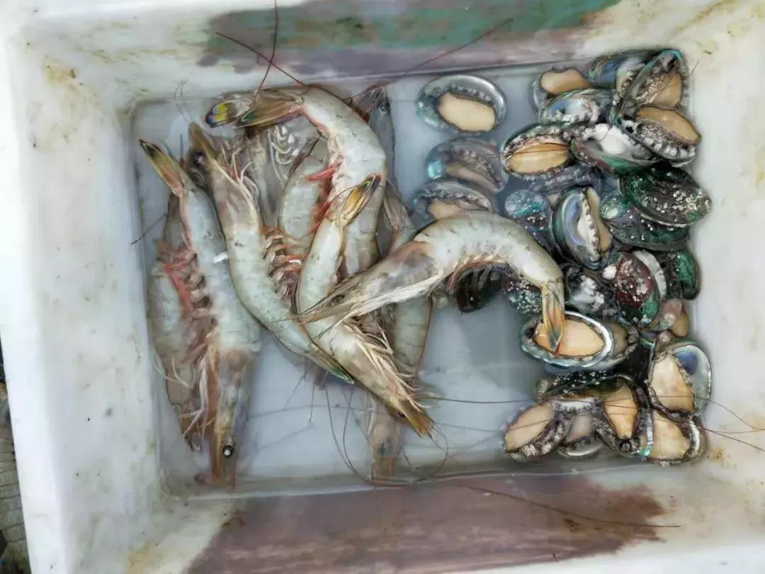 威海海鲜开海期,威海开海海鲜便宜还是贵