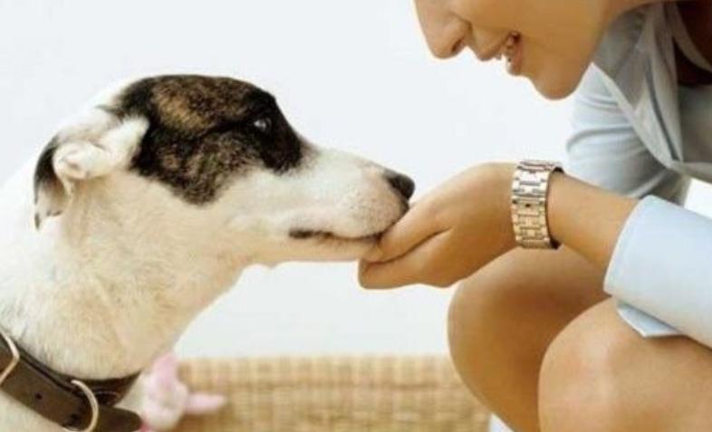 小狗挑食严重怎么办,小狗挑食怎么写作文