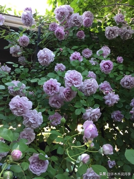 灌木月季与藤本月季有什么区别,微型月季灌木月季怎么选