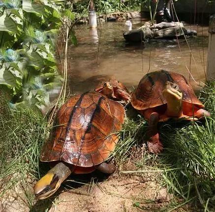 它被称为蛋白棒界的爱马仕,宠物龟爱马仕