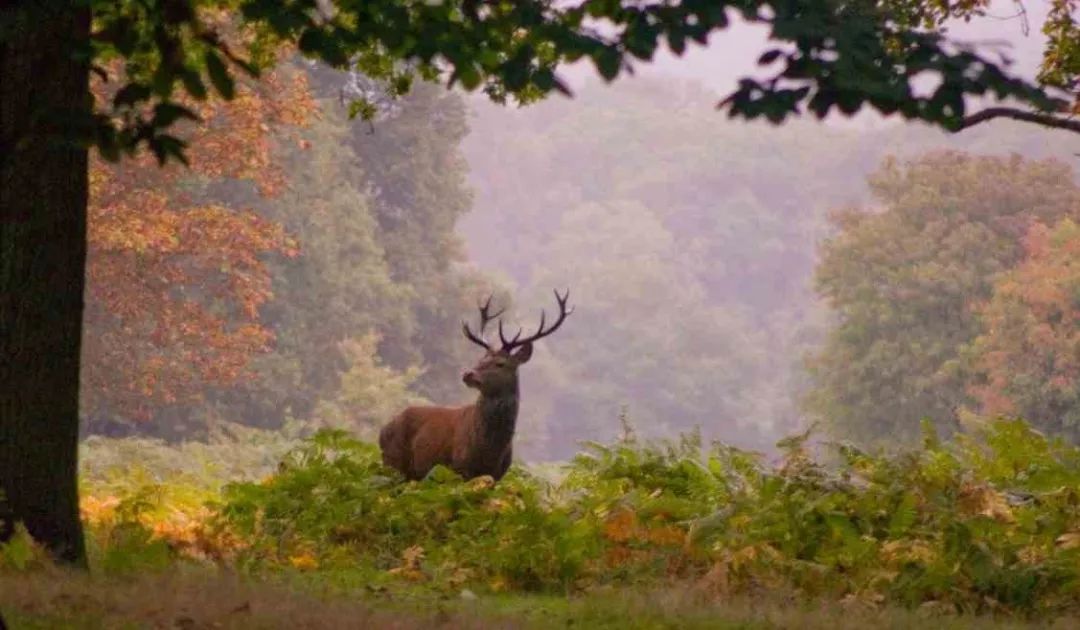 中国首发｜伦敦泰晤士河畔金牌学区，传统英伦生活范儿