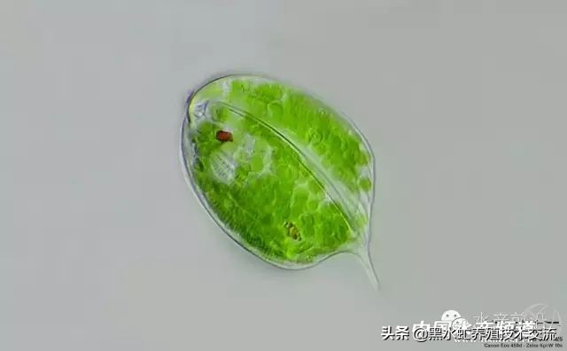 水产藻类大全图片,水产藻类知识大全