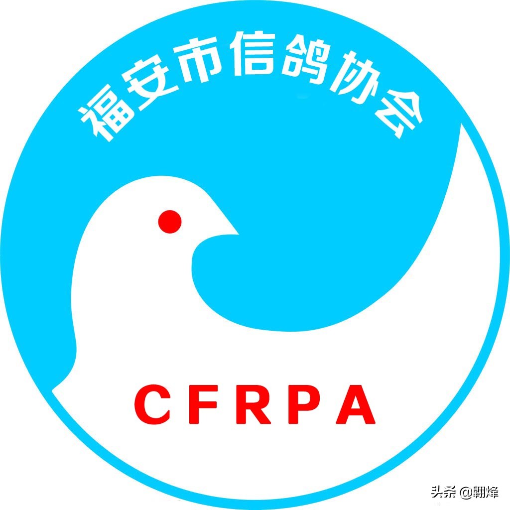 鸽友关注,赛鸽信鸽爱好者