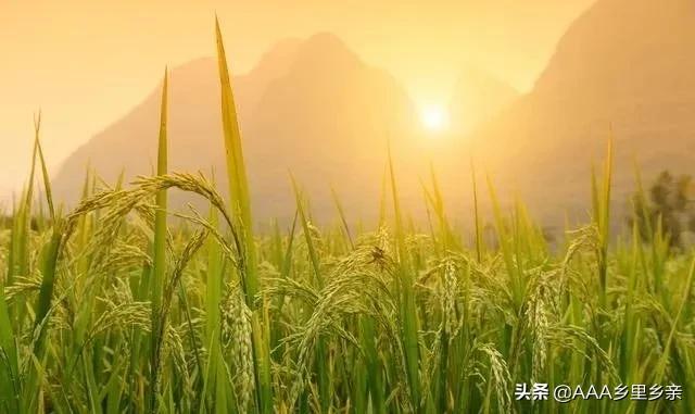 磷酸二氢钾怎么用有什么好处,磷酸二氢钾的施用方法有几种