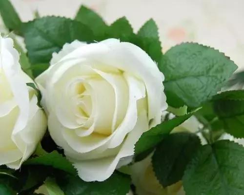 玫瑰大全|说到玫瑰只能想到红玫瑰的,建议你好看看本文!