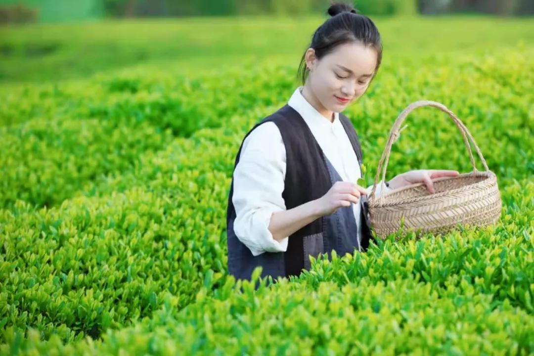 五一去婺源千古茶园,婺源茶文化旅游路线攻略