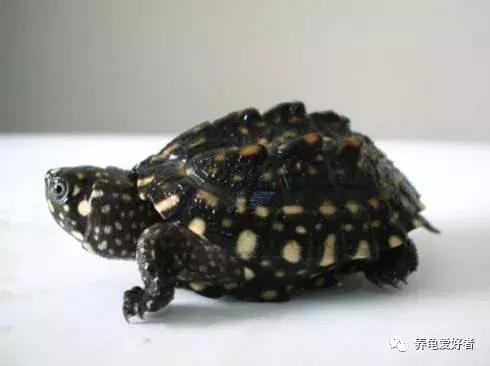 龟龟挑食不吃龟粮了，这可咋办？