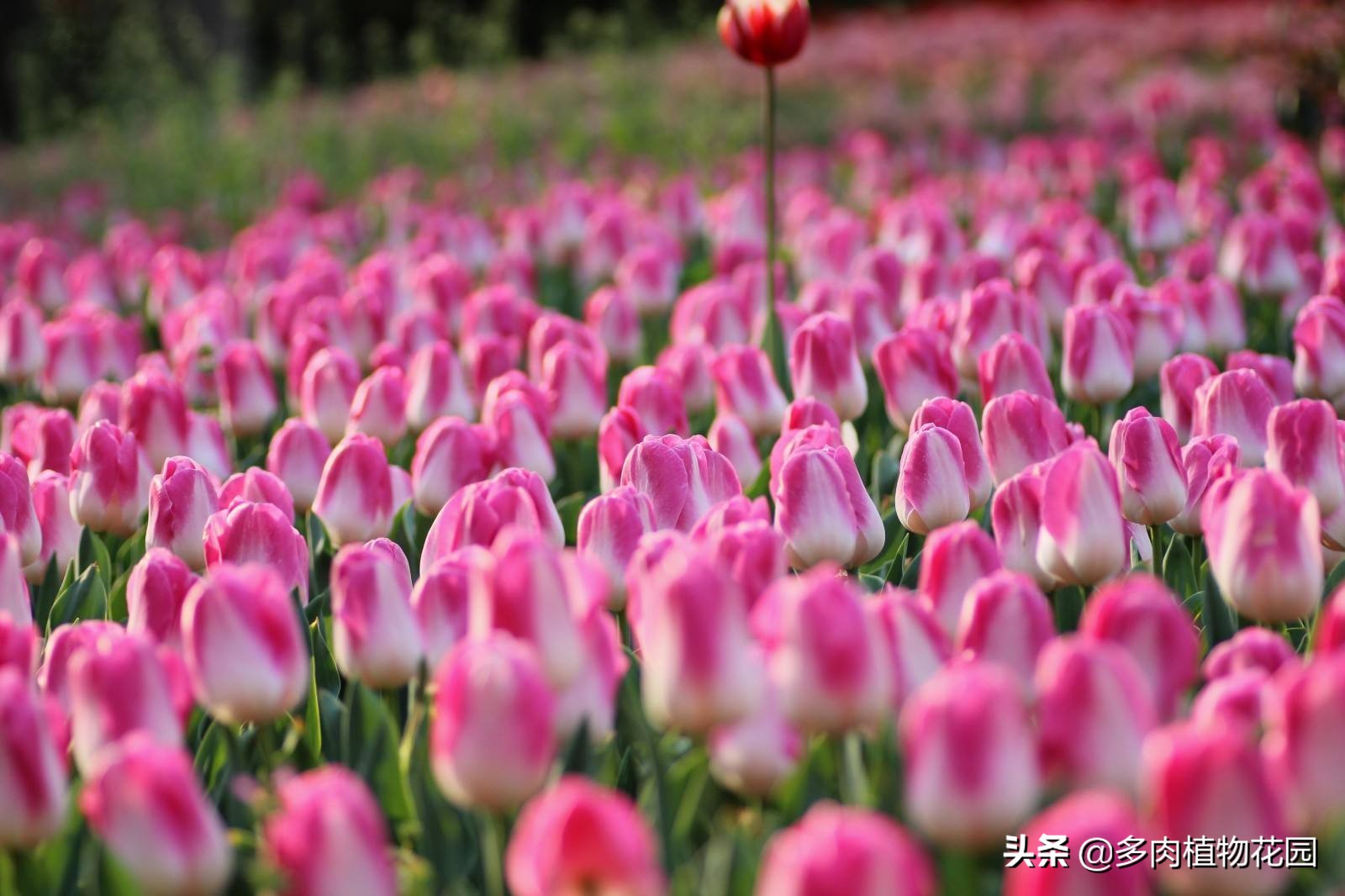 郁金香怎么养才能开花,郁金香怎么种植和养护方法