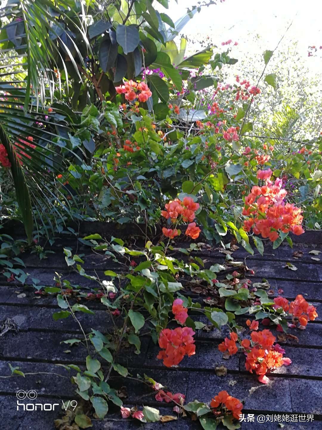 退休老阿姨，独来独往逛世界，靠当试睡员免费住上大酒店～芒市篇