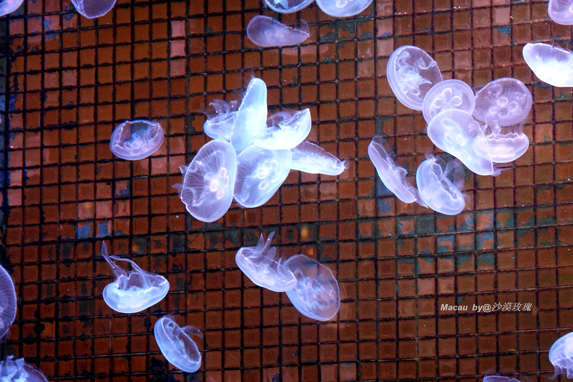 澳门的美高梅酒店住一晚要多少钱,澳门最奢华的酒店