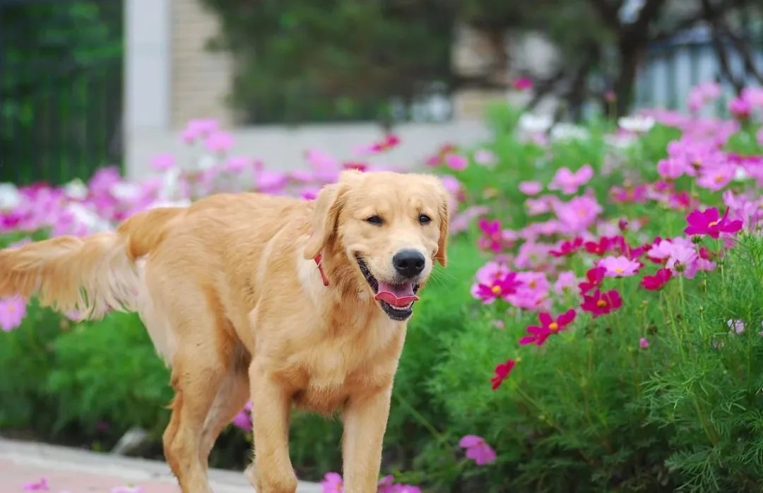 为什么有的金毛很黑,金毛为什么那么烦人