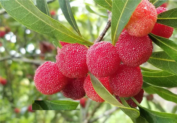 杨梅的经济价值与人工栽培技术,东魁杨梅栽培技术要点