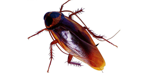 餐饮厨房的蟑螂怎么解决,厨房里蟑螂虫子太多怎么消灭