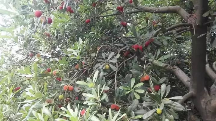 新一年的好运,适合全家人冬季一起泡温泉的民宿