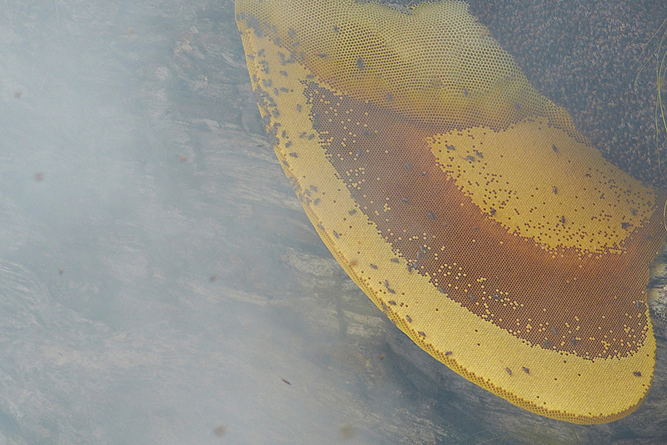 喜马拉雅山悬崖上采蜜人,喜马拉雅山采蜜人完整版