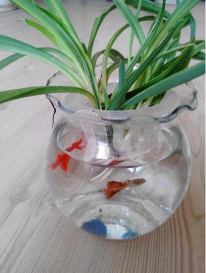 适合花鱼共养的水培植物,什么水培花卉可以和鱼一起养的