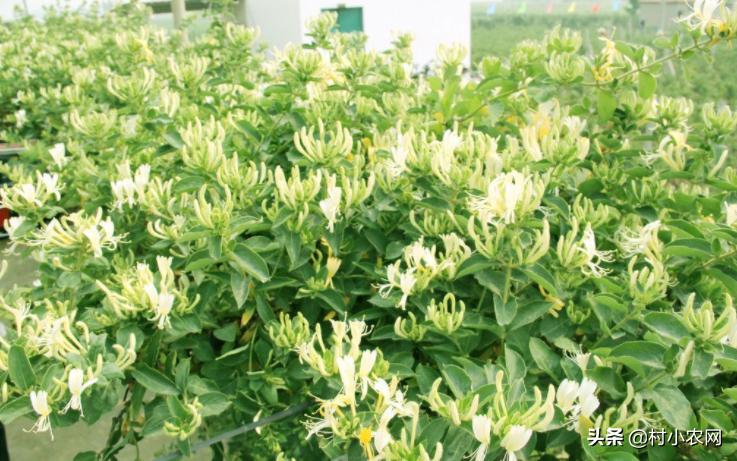 种植金银花药材前景如何,种植一亩地的金银花需要多少钱