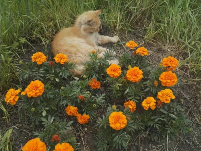 猫的相思,猫的相思病