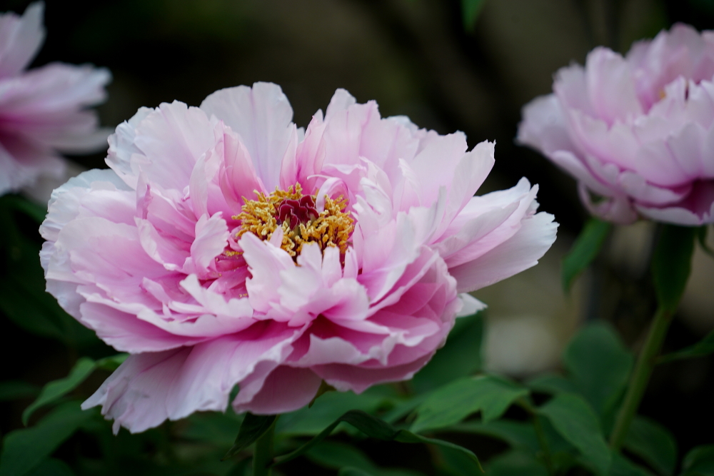c调口琴太湖美,口琴c调太湖美