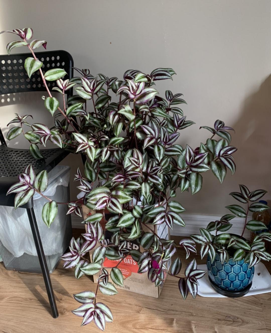 100种绿植大全,50种盆栽绿植花卉大全