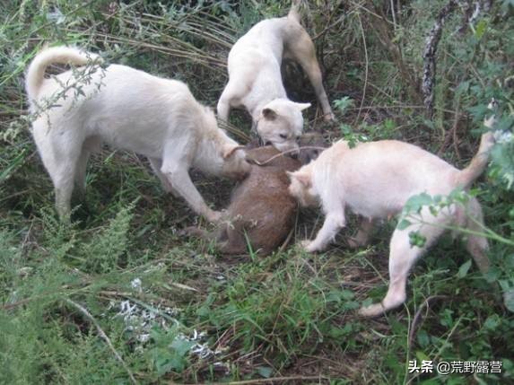 世界上哪几个品种的狗最聪明,最忠诚的狗是什么犬品种