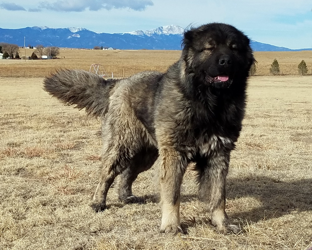 体型最大的狗高加索犬,俄罗斯战斗民族养的凶猛宠物排名