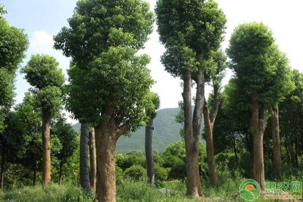 香樟树10年多少钱一棵,现在香樟树多少钱一棵