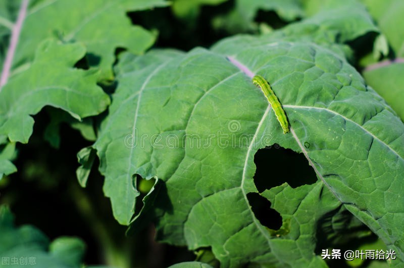 氯虫苯甲酰胺防治贪夜蛾,甜菜夜蛾菜青虫用什么杀虫剂