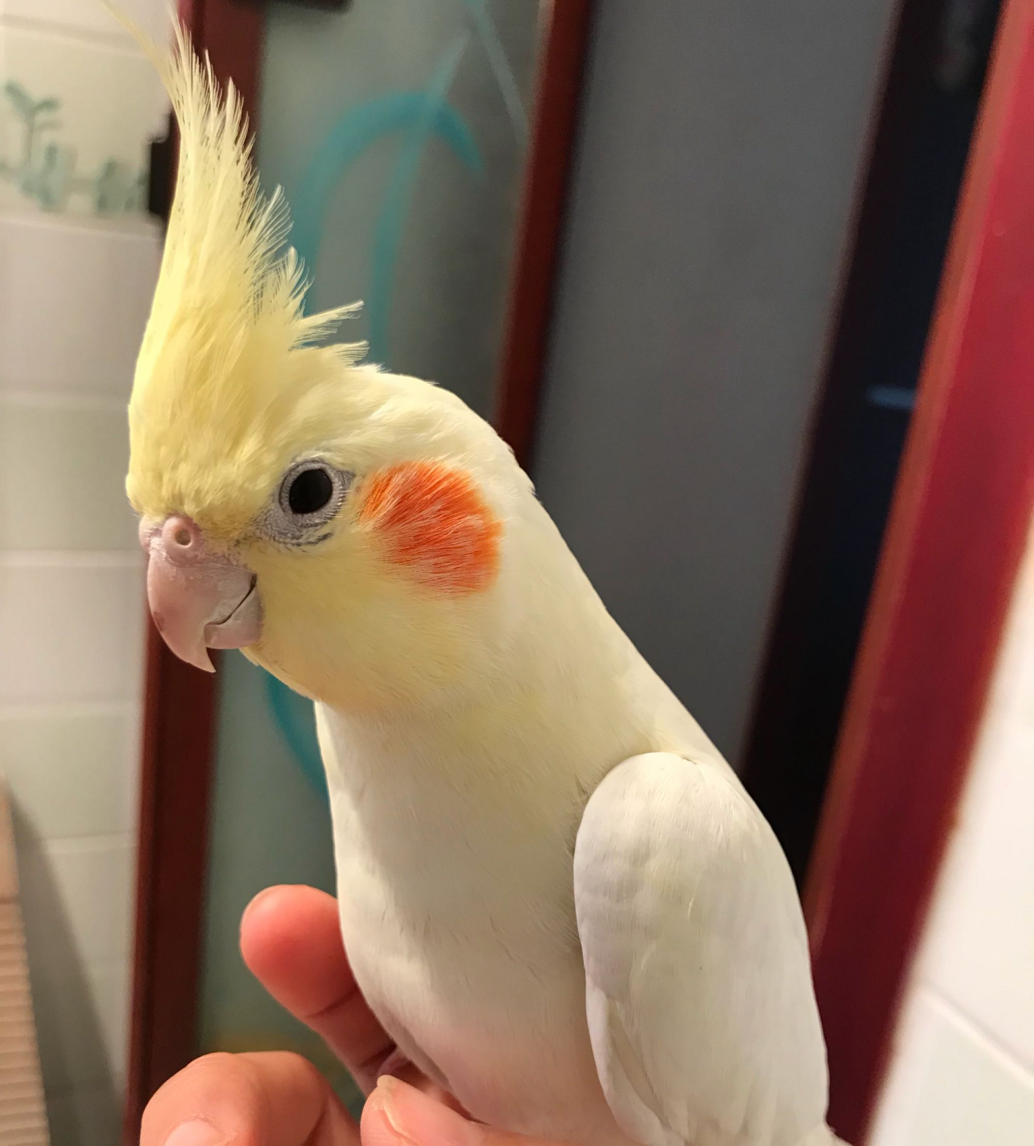 鹦鹉简单炫酷的技能,7个有趣的鹦鹉技巧