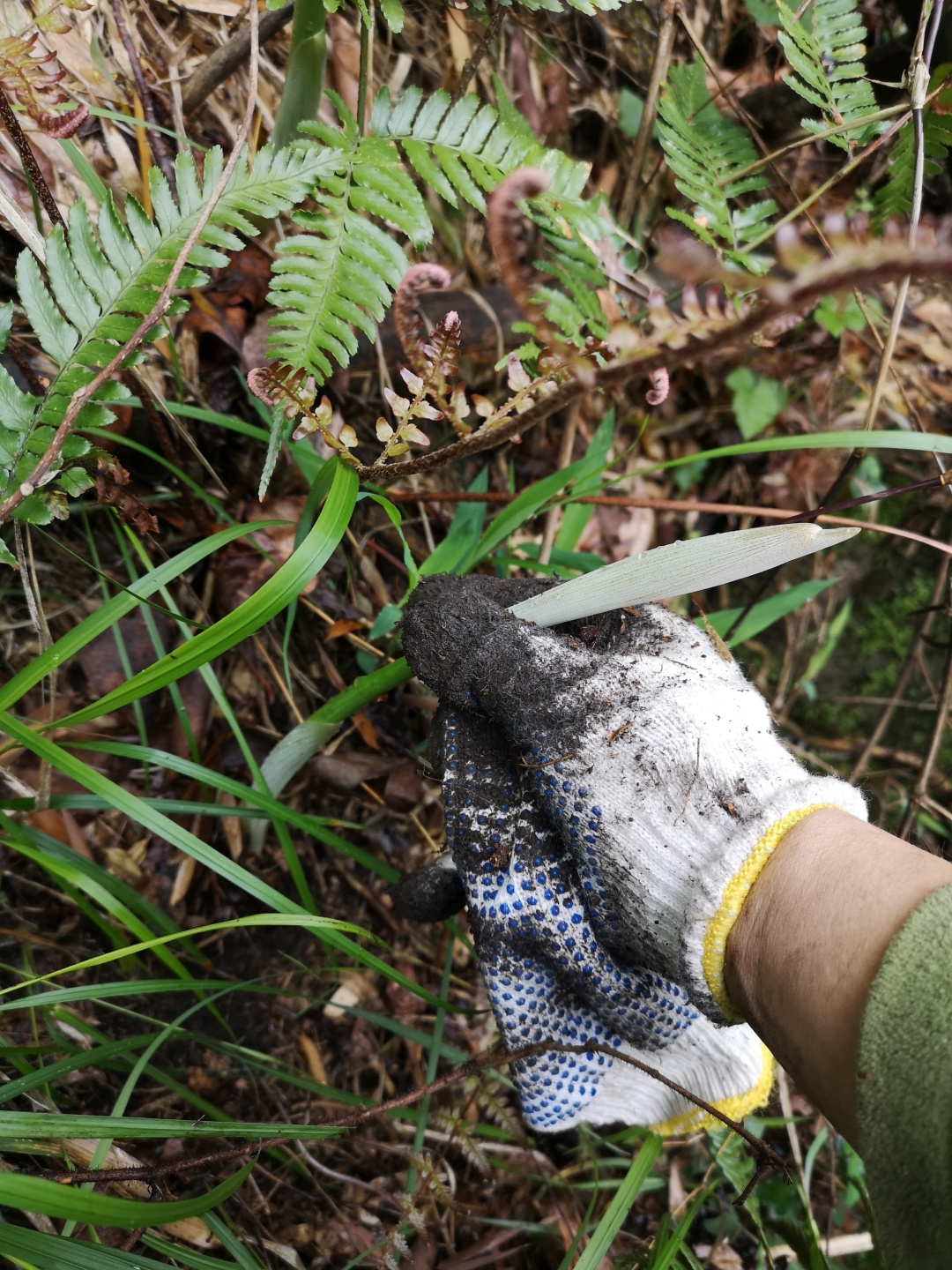 竹林深处探宝——只为了那一棵黄精