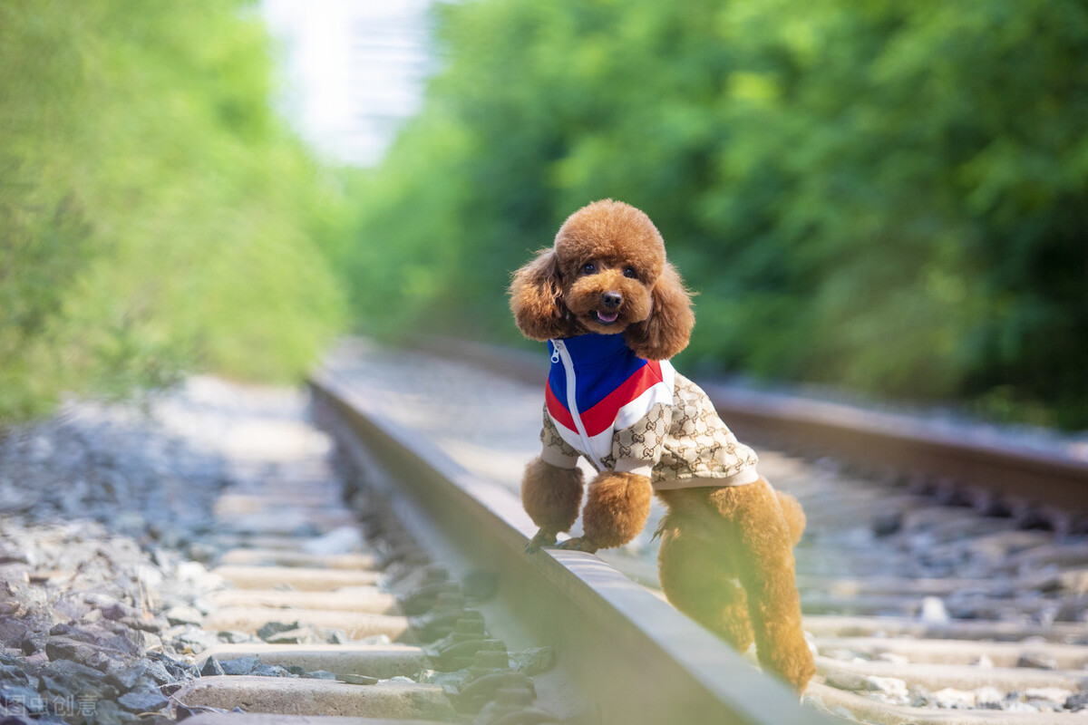 养狗注意事项狗狗呕吐是怎么回事,养狗须知泰迪最害怕的七件事