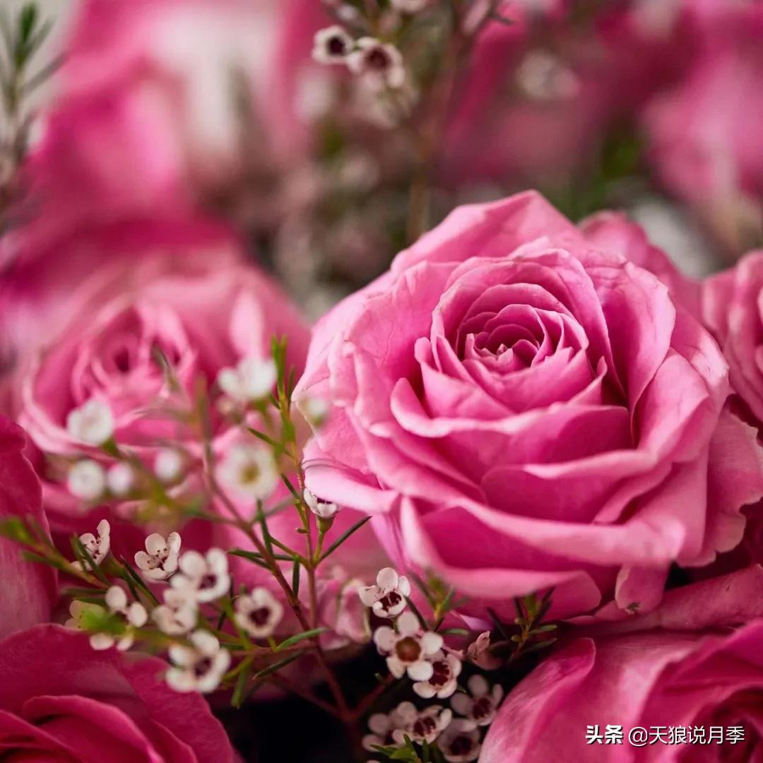 520你最想收到什么玫瑰,520这样的玫瑰你们喜欢吗