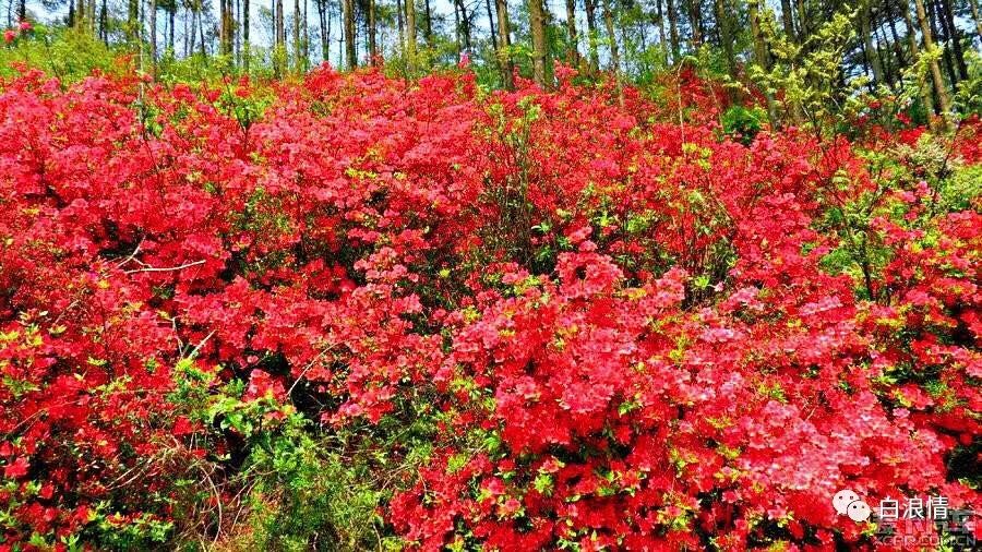 散文杜鹃花开了,散文又见满山杜鹃红